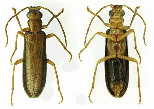 Nacerdes carniolica carniolica